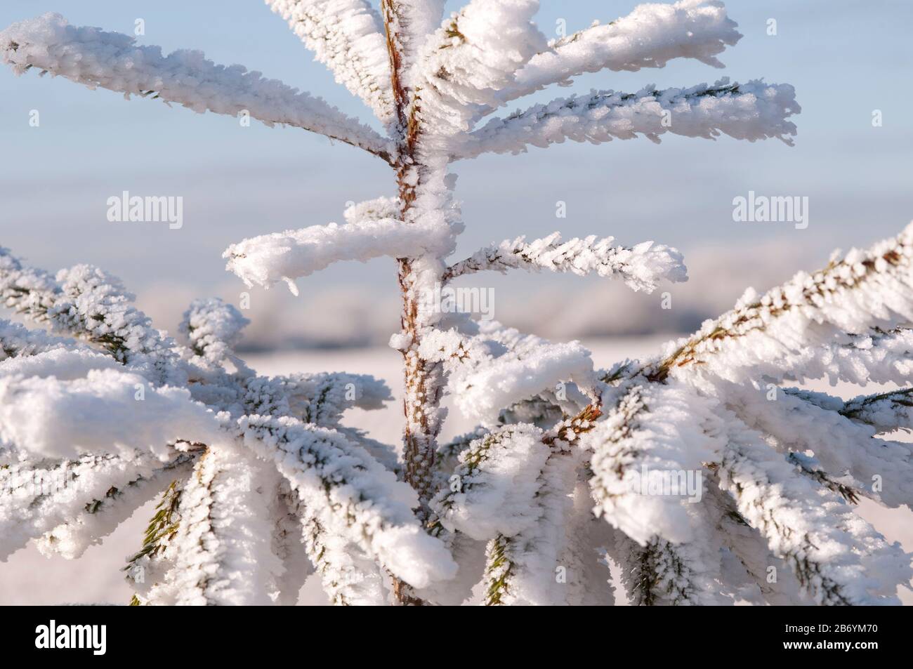 Close-up of hoar frost covering twigs on a tree Stock Photo