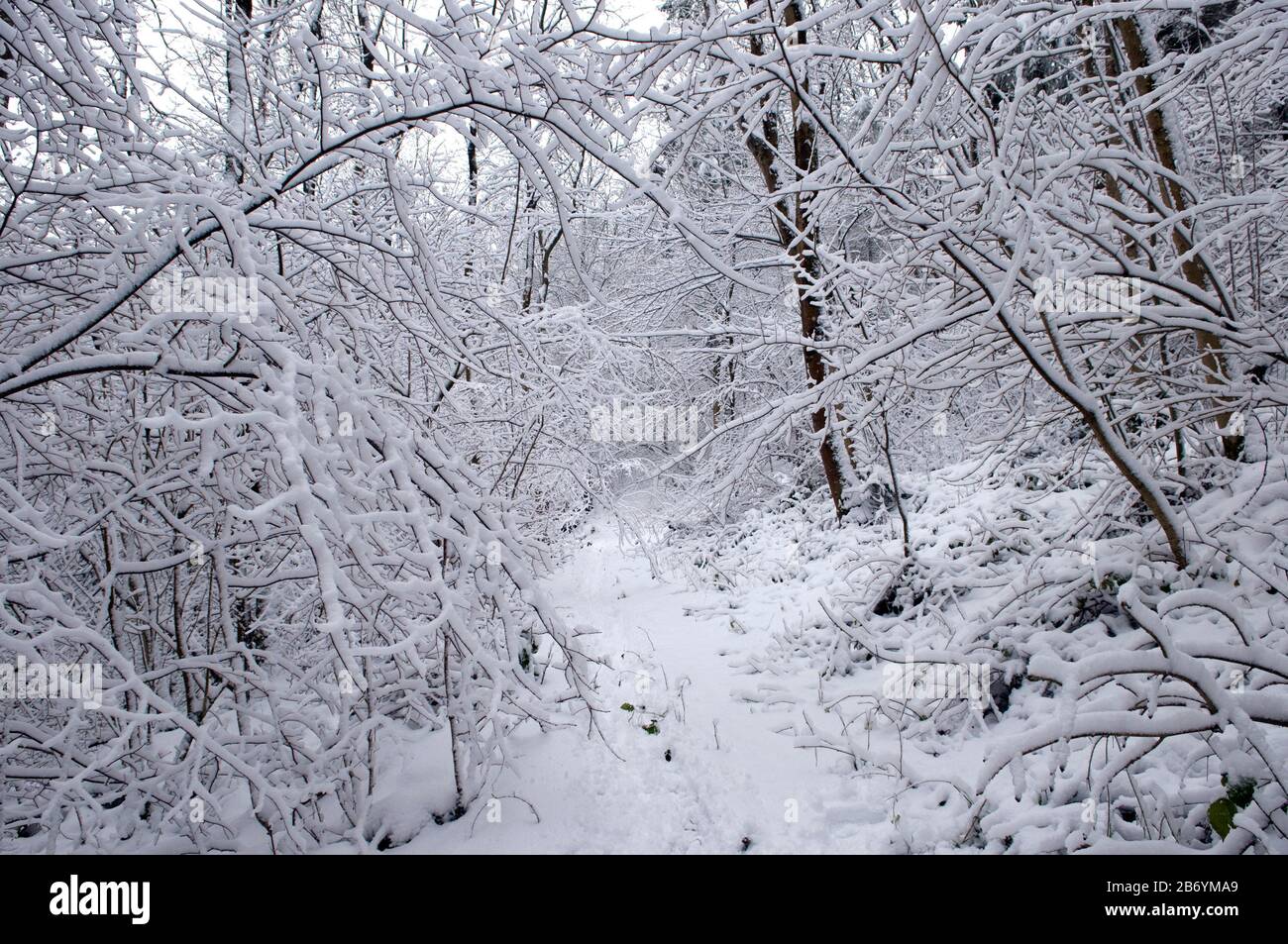 Snow covered woodland Stock Photo