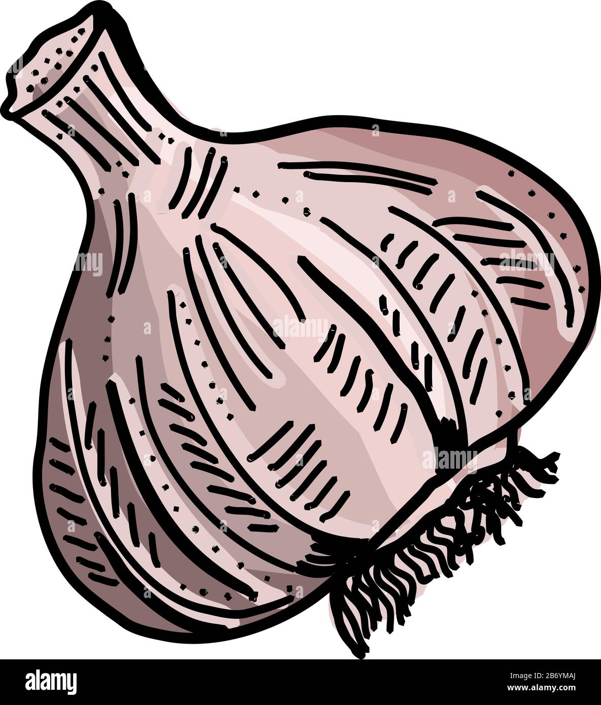Garlic drawing, illustration, vector on white background Stock Vector Image & Art Alamy