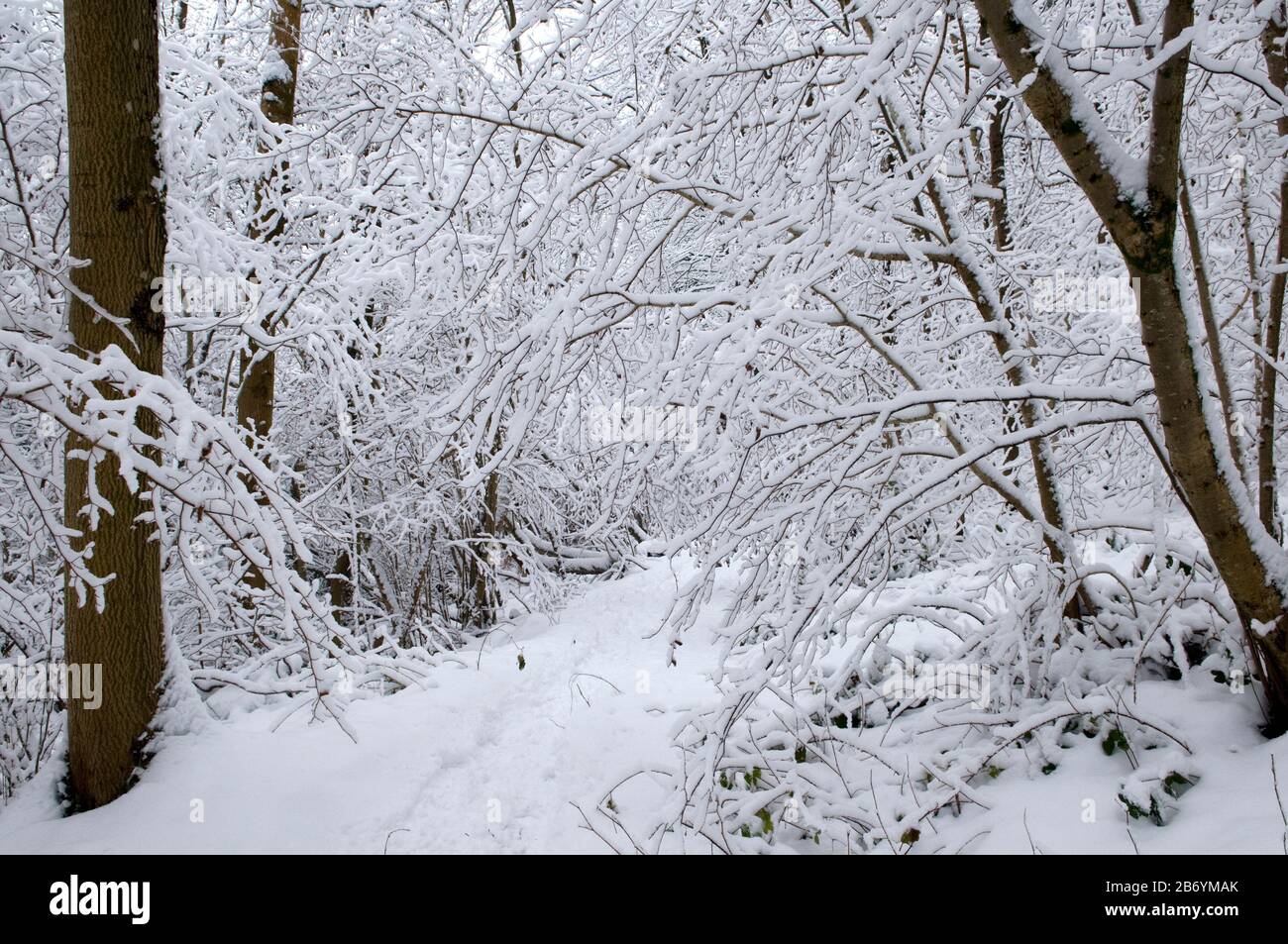 Snow covered woodland Stock Photo - Alamy