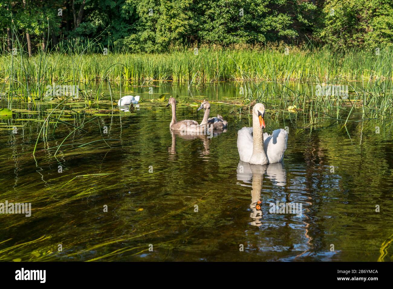 Schwäne am Fluss Czarna Hancza, bei Kanufahrern beliebter Nebenfluss der Memel in der polnischen Woiwodschaft Podlachien, Polen, Europa  |  swans at t Stock Photo