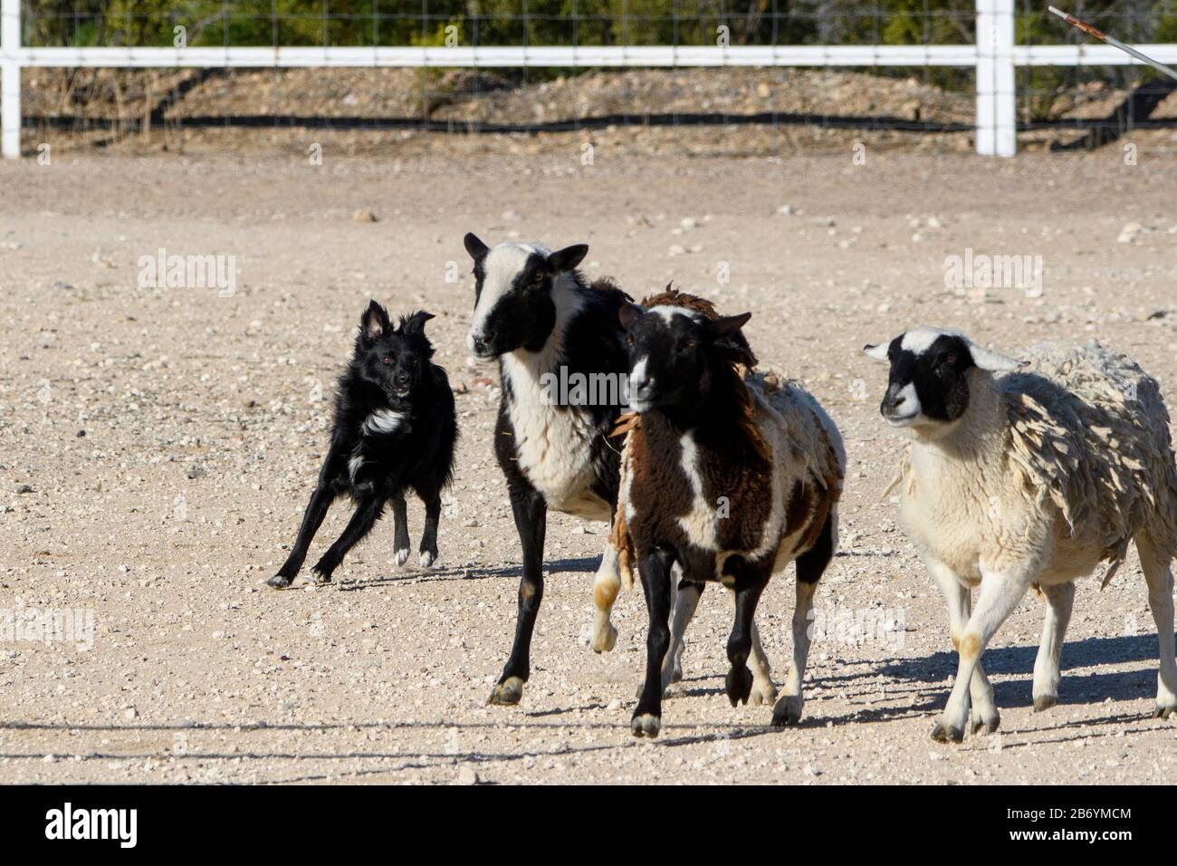 Border collie hotsell herding goats