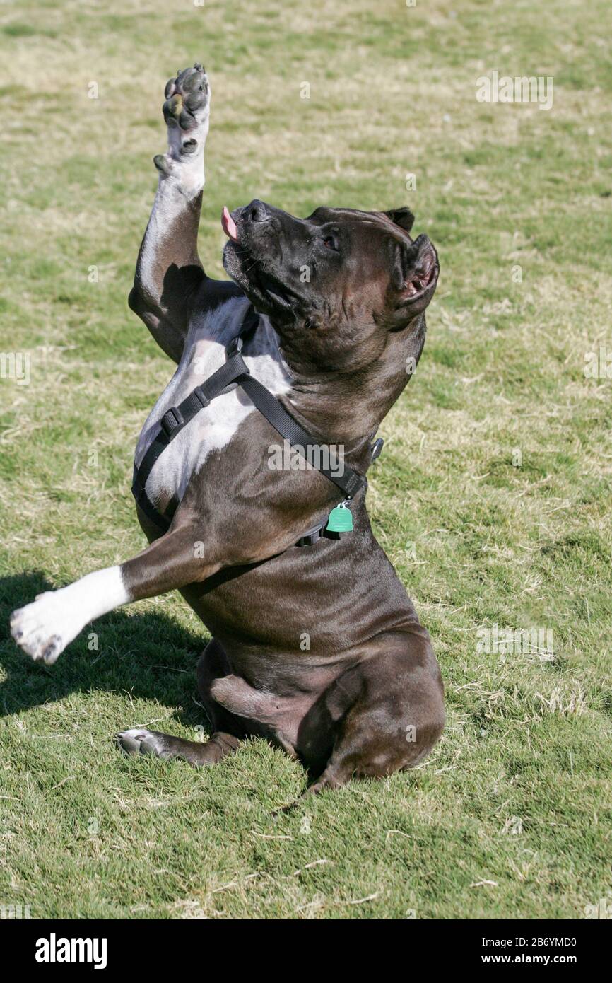 Black and white pitbull sitting on the grass waving a paw and sticking out his tongue Stock Photo