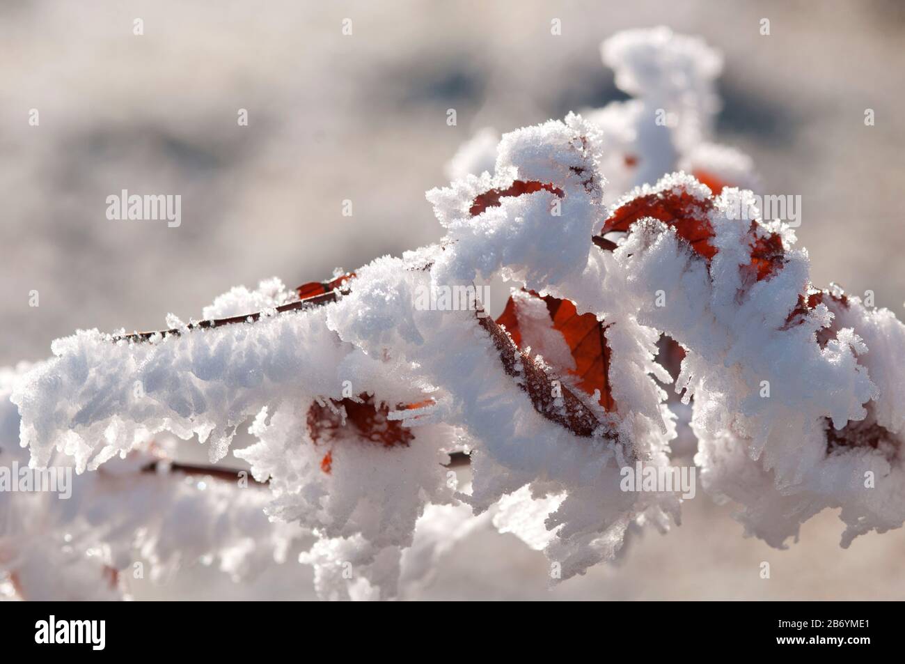 Close-up of snow covered leaves and twigs Stock Photo