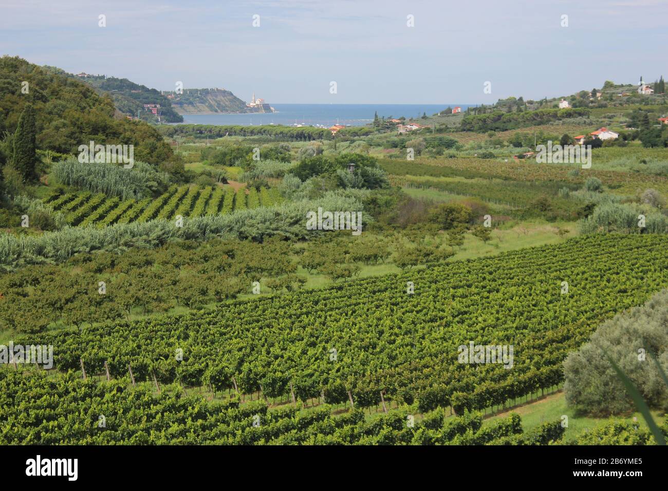 Vineyards and fruit trees landscape, Piran, Slovenia Stock Photo