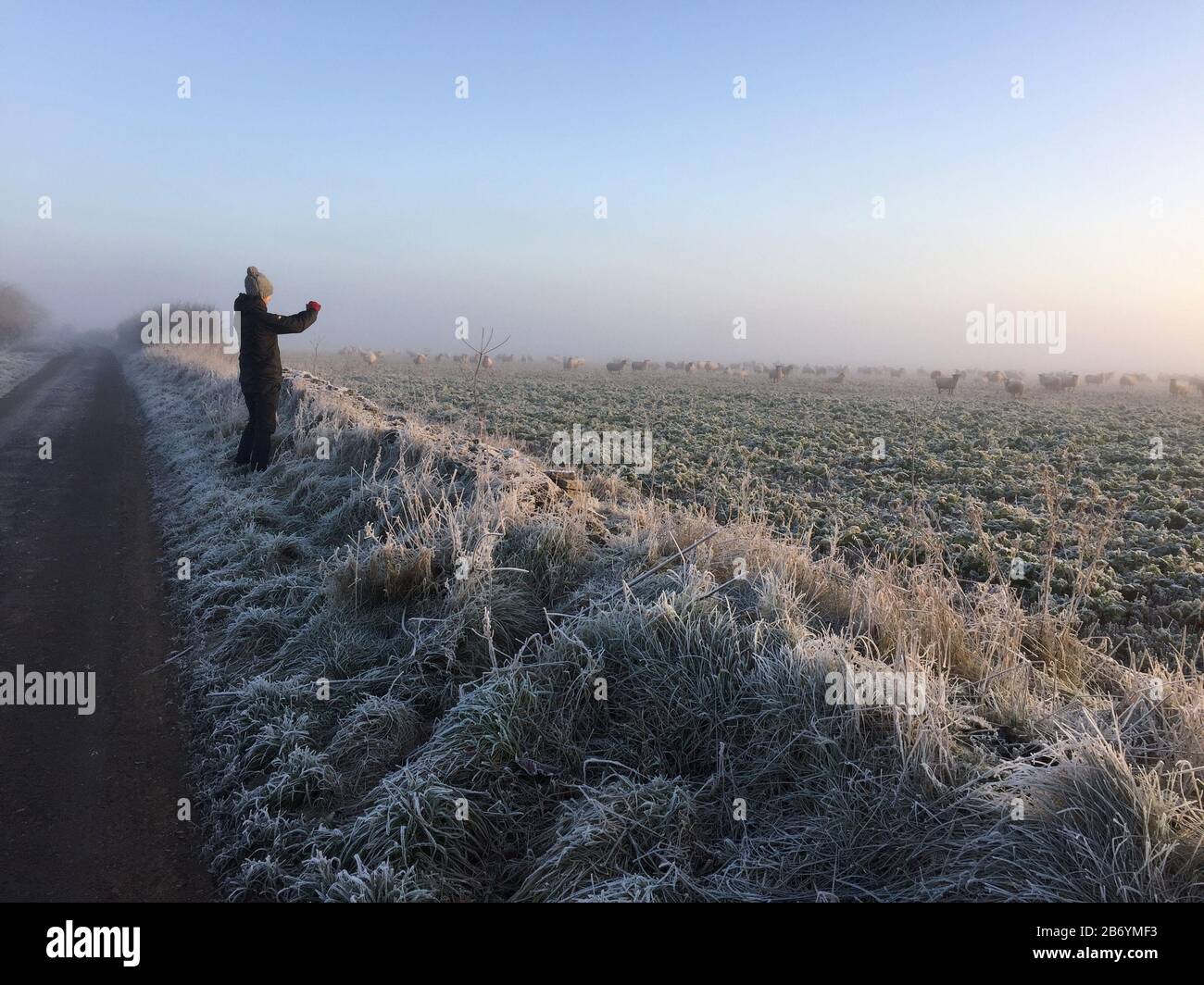 Person taking a photograph of a field of sheep on a cold and frosty morning Stock Photo
