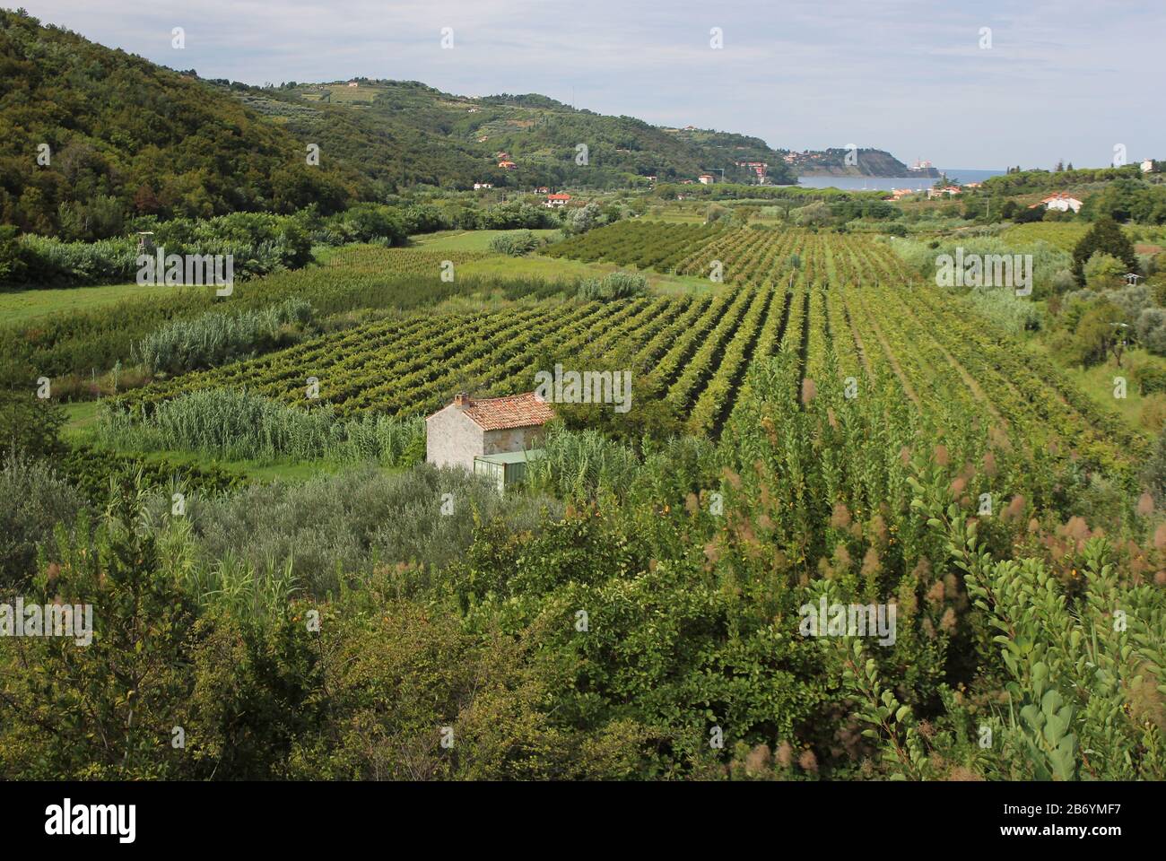 Cultivated mediterranean landscape, between Izola and Piran, Slovenia Stock Photo