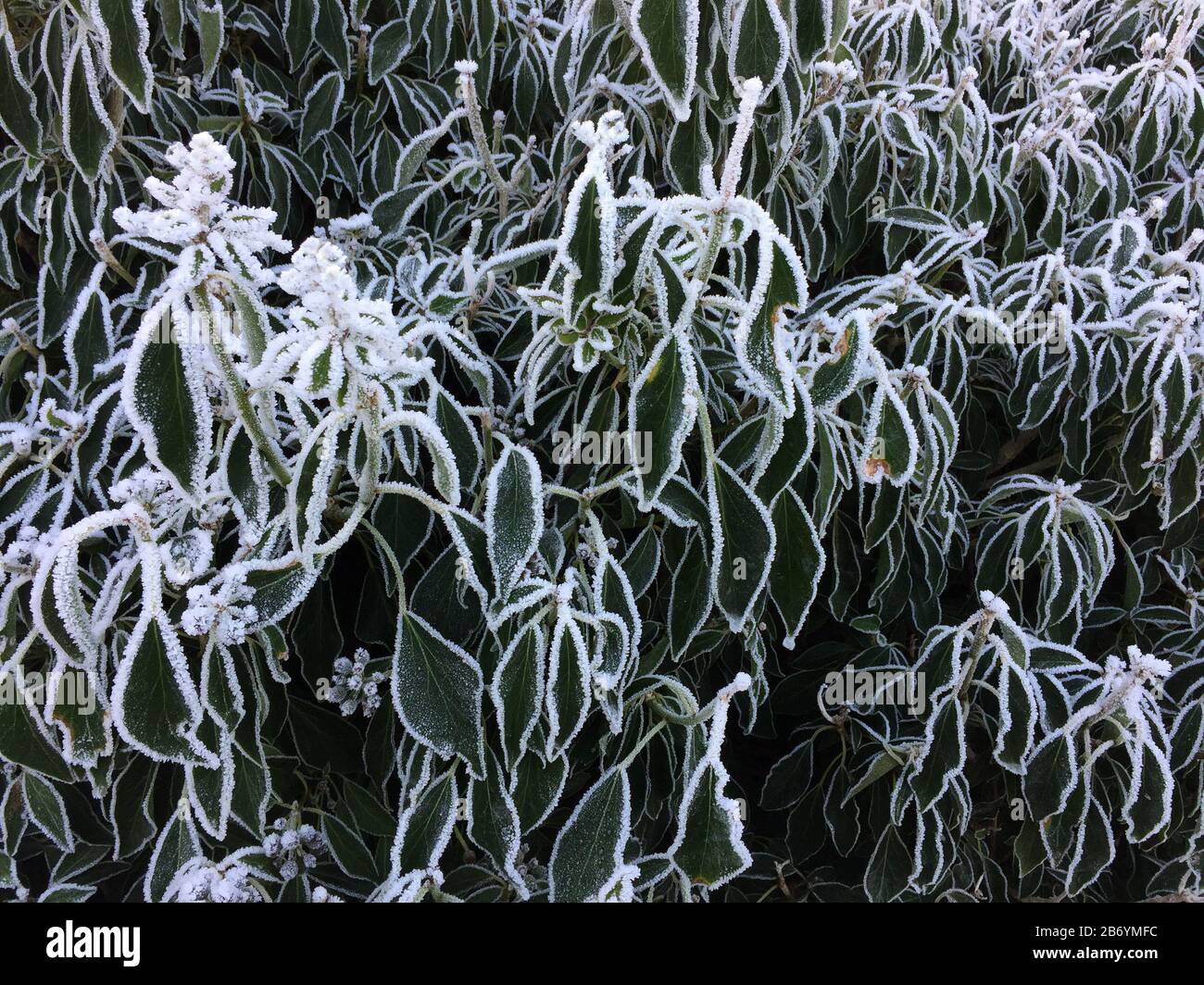 Close-up of snow covered leaves Stock Photo