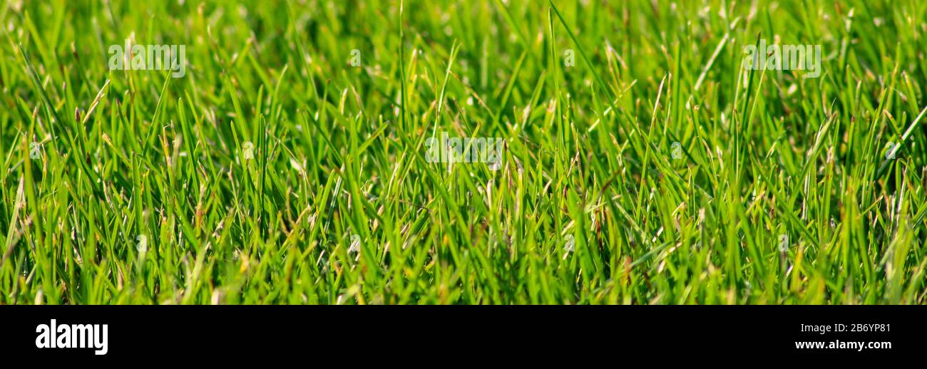 Beautiful juicy green plant hi-res stock photography and images - Alamy