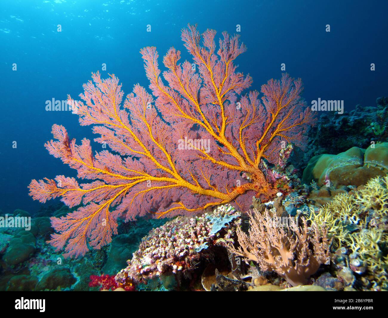 The underwater flash bathes this Gorgonia in a brilliant light. Diving in Palau, Micronesia Stock Photo
