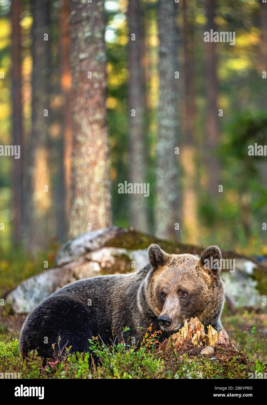 A brown bear in summer forest at sunset light. Scientific name: Ursus ...