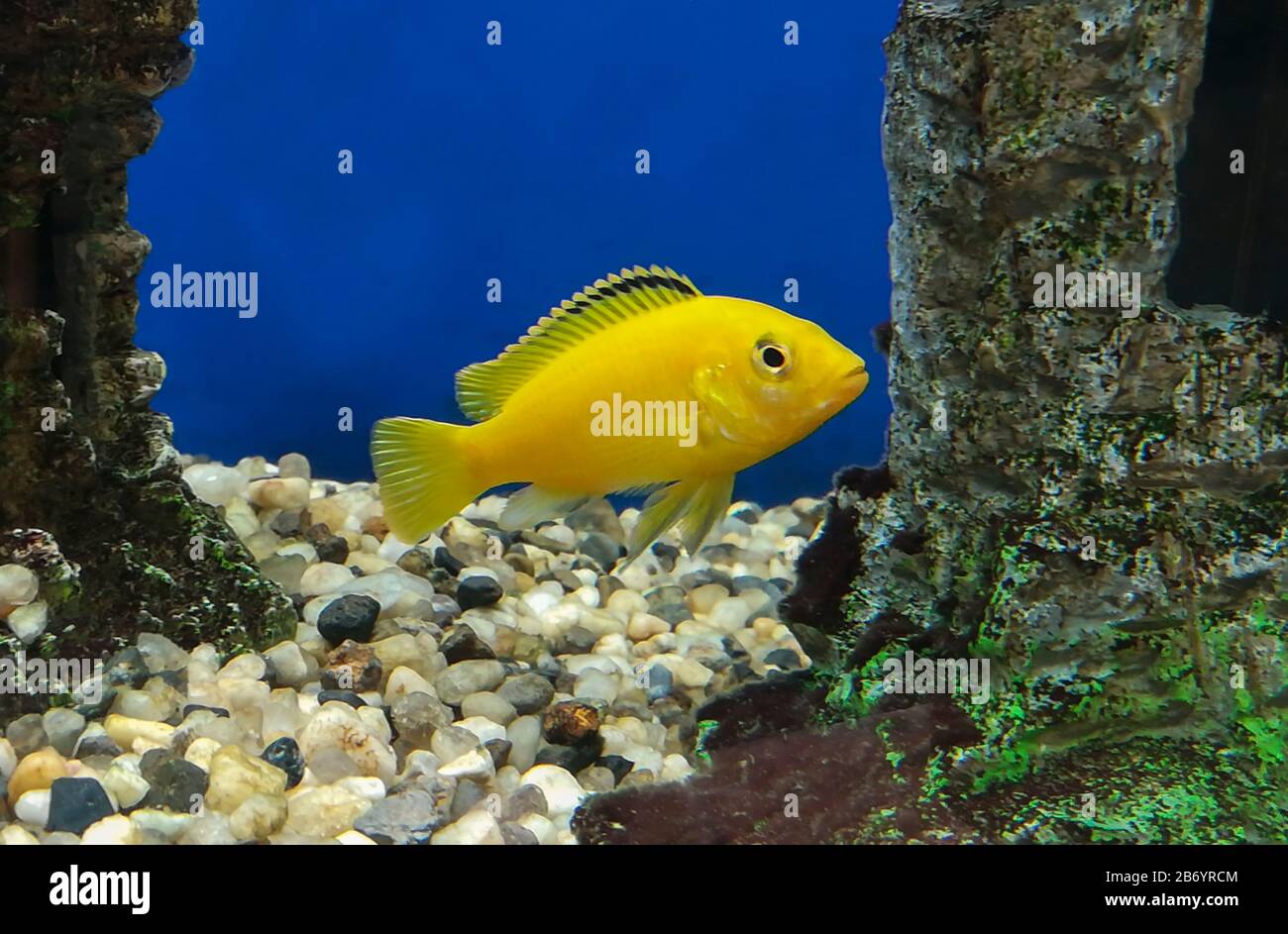 Yellow Labidochromis caeruleus in the aquarium Stock Photo