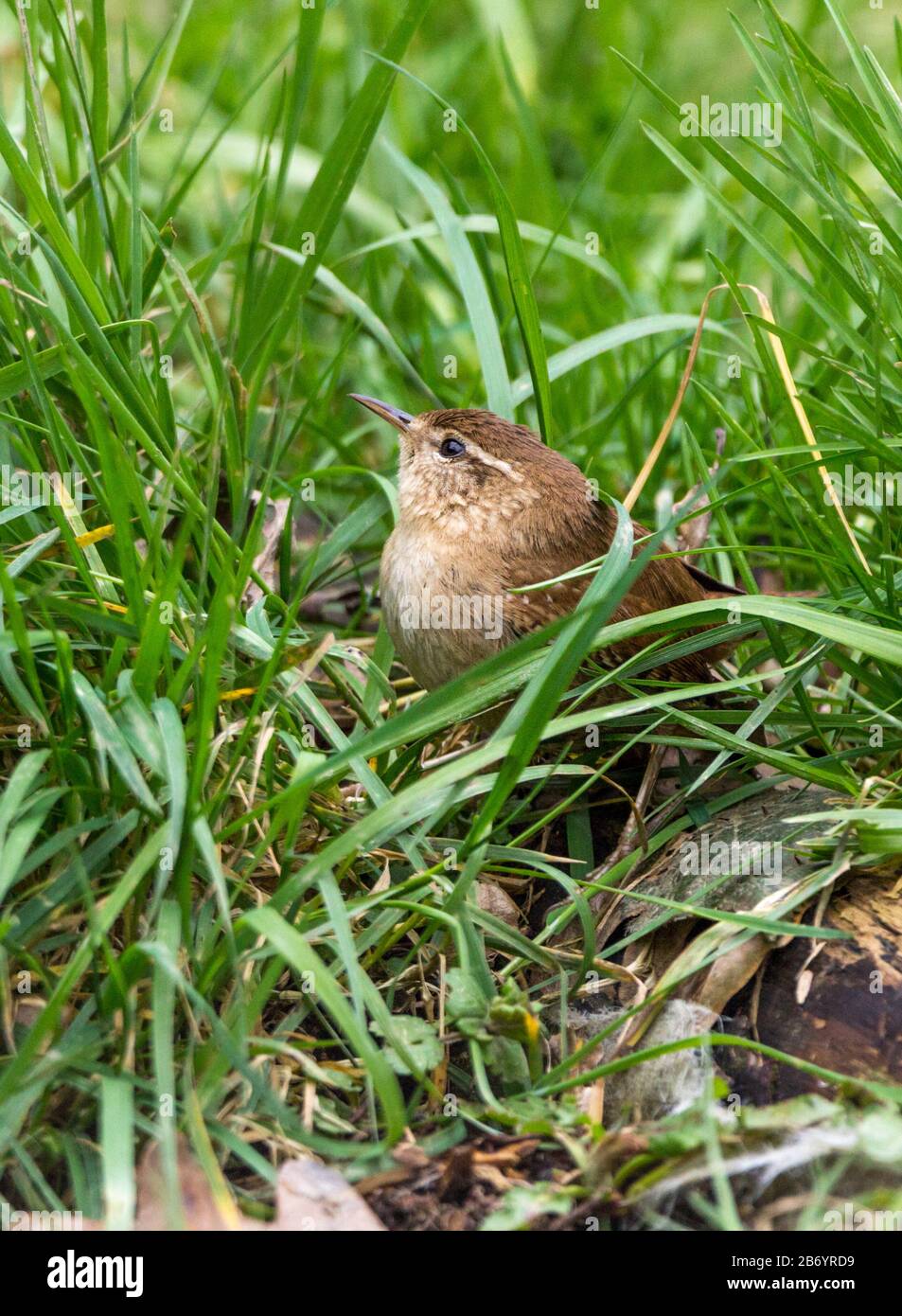 Wren (Troglodytes troglodytes) small chestnut brown bird with short cocked tail long thin bill and round body pale stripe over eye and buff underside Stock Photo