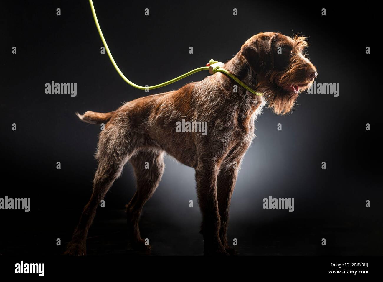 German wirehaired pointer sitting and stearign. Stock Photo