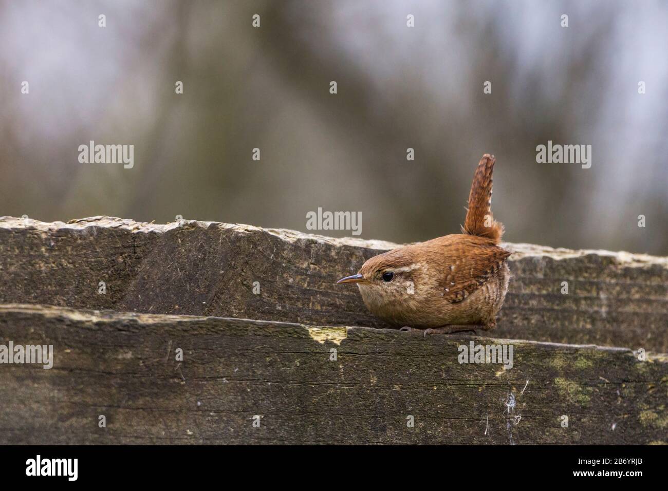 Wren (Troglodytes troglodytes) small chestnut brown bird with short cocked tail long thin bill and round body pale stripe over eye and buff underside Stock Photo