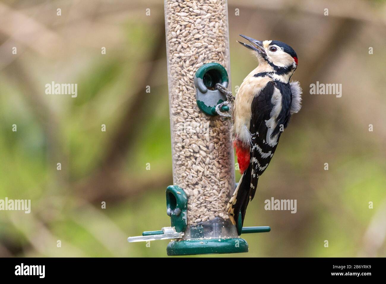 Great spotted woodpecker male (Dendrocopos major) Black and white with crimson patch on back of head and under tail long chisel like bill short tail Stock Photo