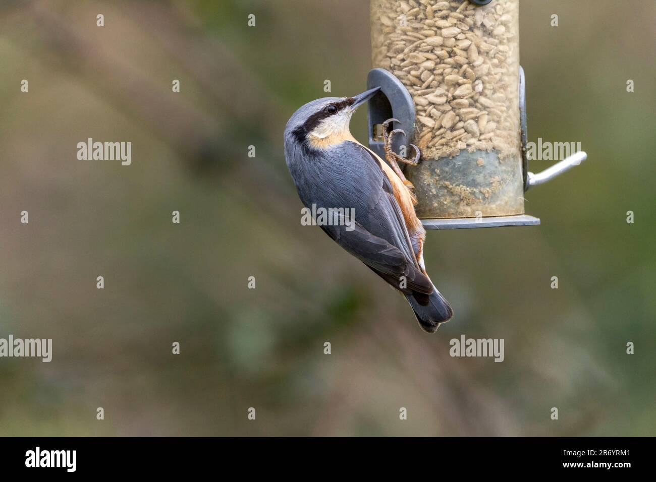 Nuthatch (Sitta europaea) blue grey upper plumage buff underparts with chestnut on flanks white cheeks broad black stripe through eye short stiff tail Stock Photo