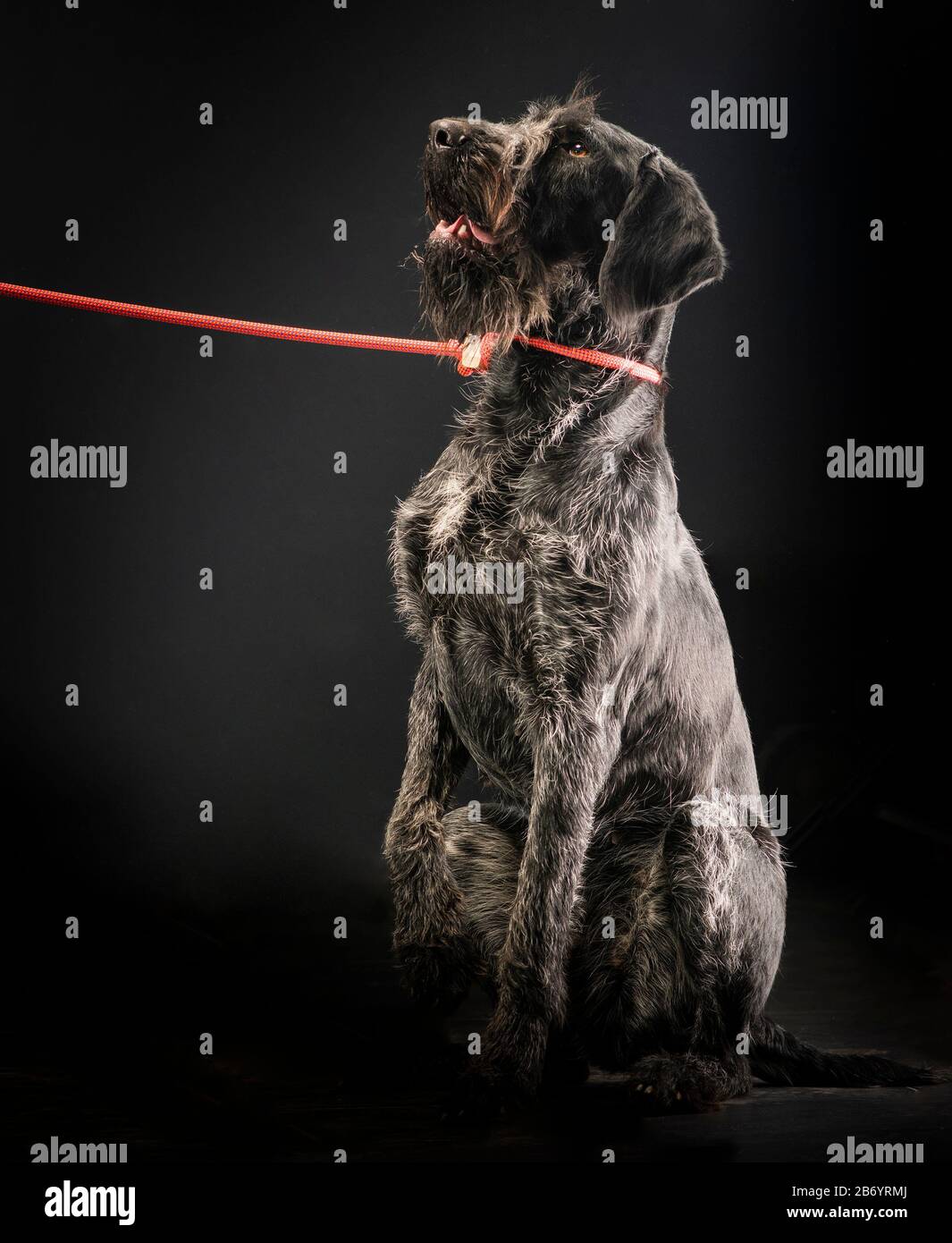 German wirehaired pointer sitting and stearign. Stock Photo