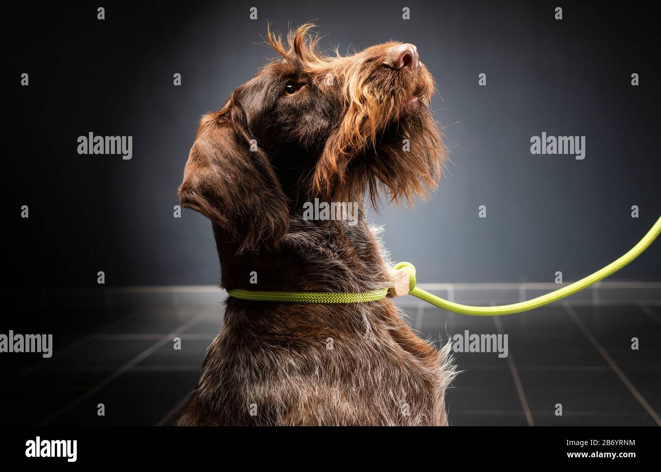German wirehaired pointer sitting and stearign. Stock Photo