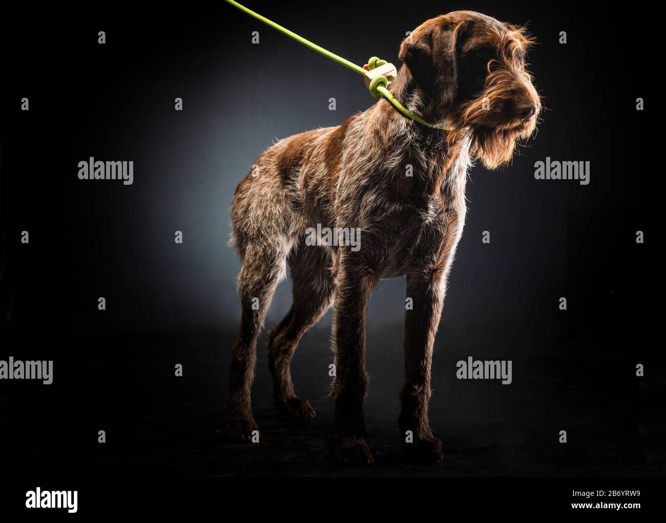German wirehaired pointer sitting and stearign. Stock Photo