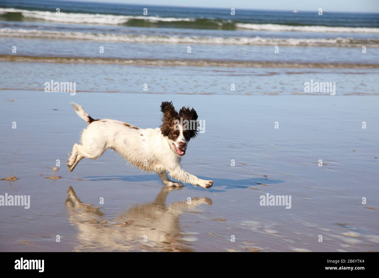 working cocker spaniel on the beach Stock Photo