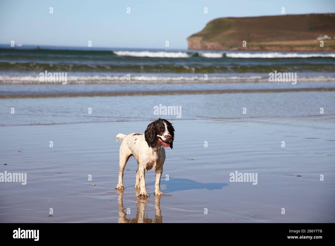 Dog on beach Stock Photo