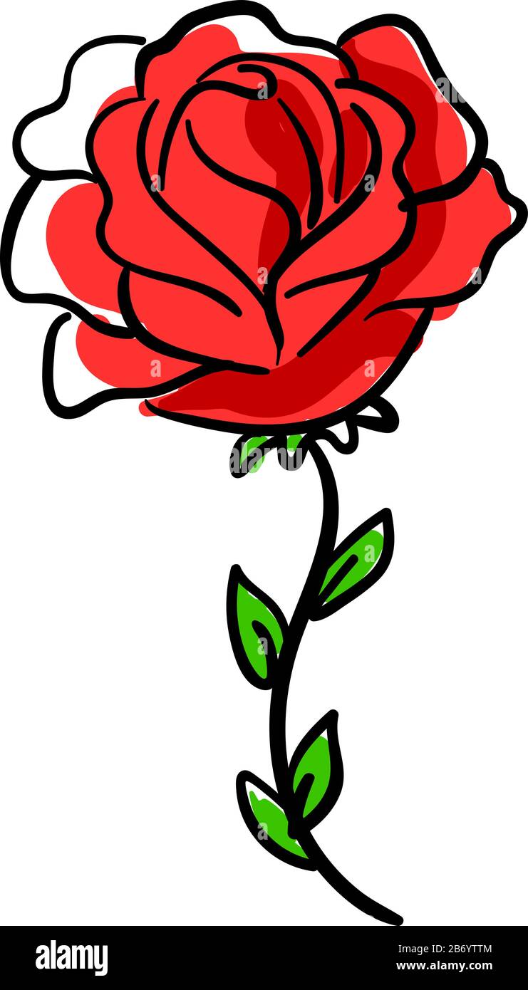 Single red rose on the rose plant Stock Vector Images - Alamy