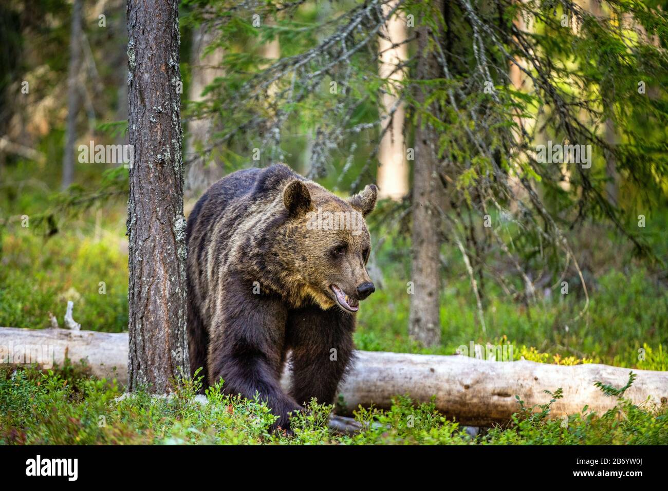 A brown bear in summer forest at sunset light. Scientific name: Ursus