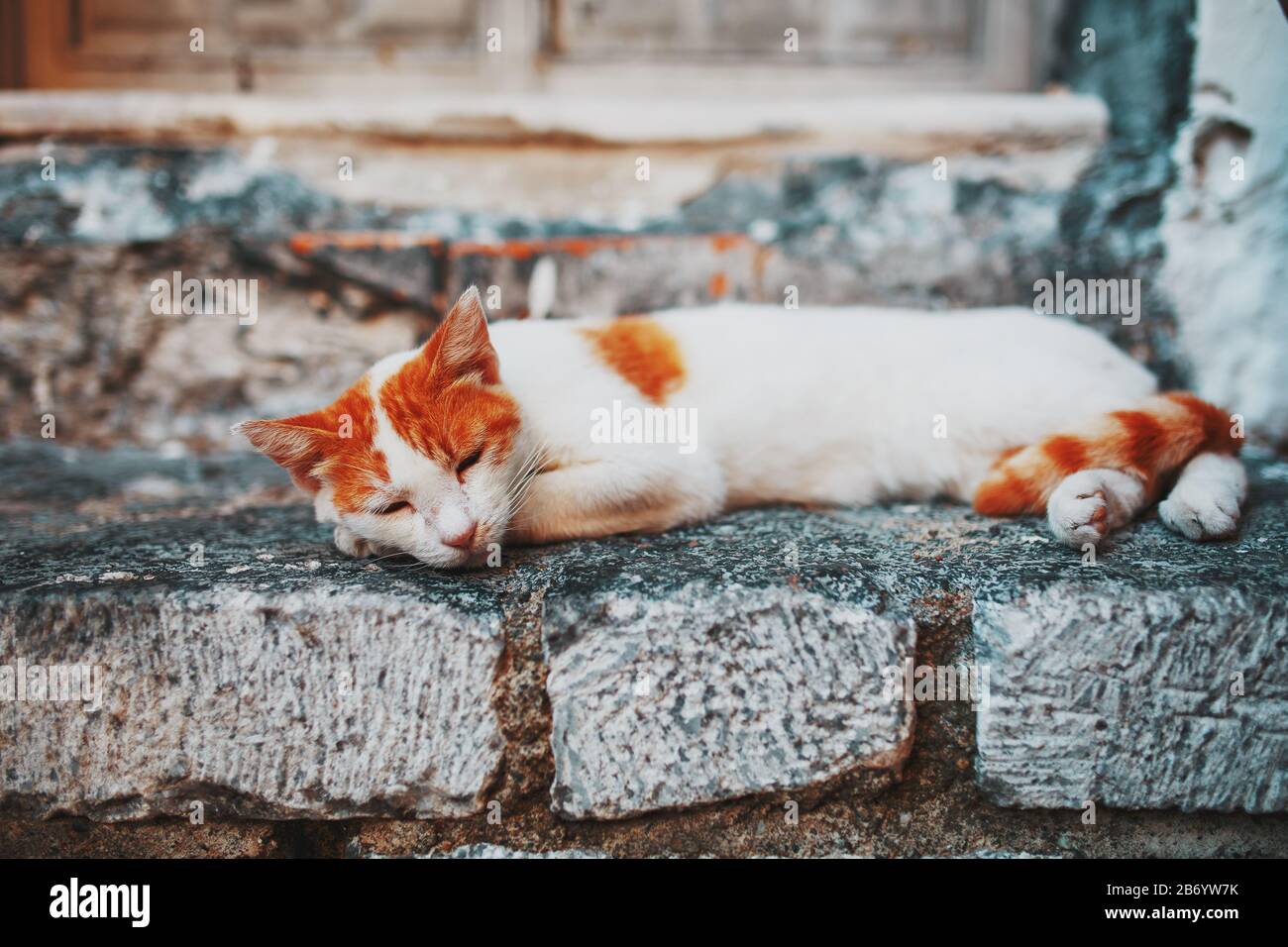 Cat Terrace High Resolution Stock Photography and Images Alamy