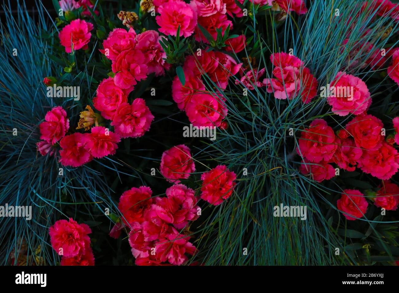 Texture of beautiful red flowers of carnations in the garden Stock Photo