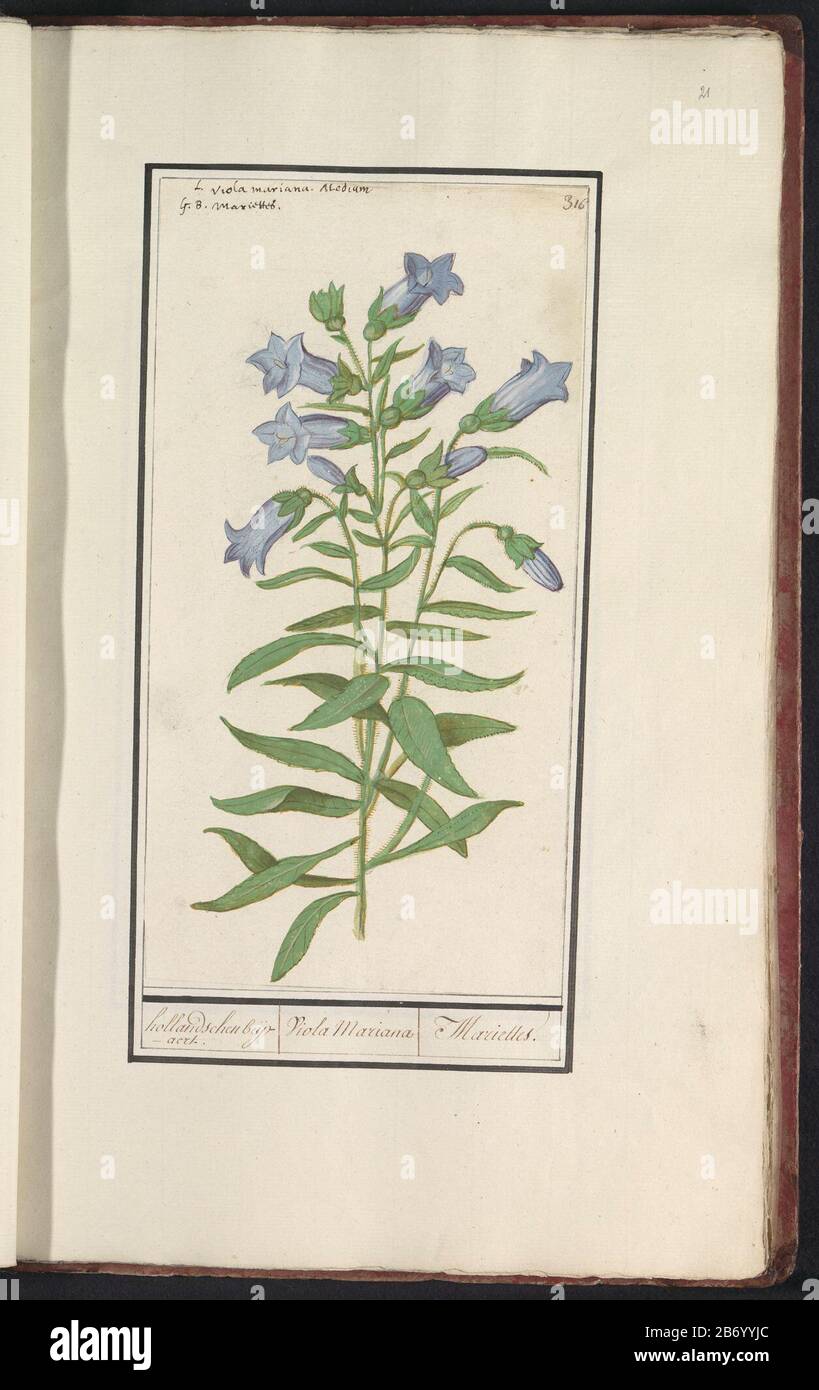 Klokjesgentiaan (Gentiana pneumonanthe) hollandschen beijaert 