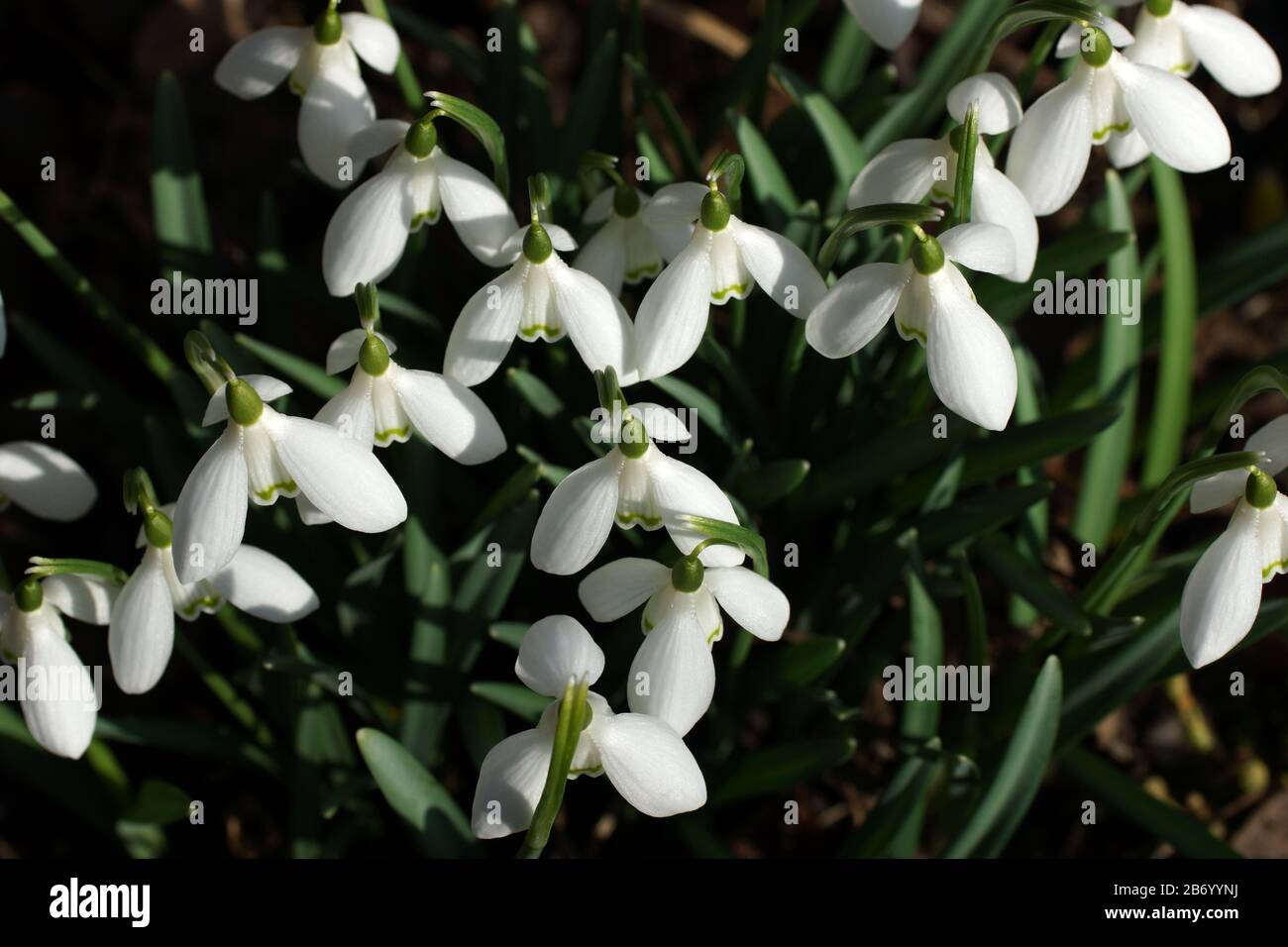 The first tender spring flowers in the open air. View from above. Galanthus nivalis, snowdrop, common snowdrop Stock Photo