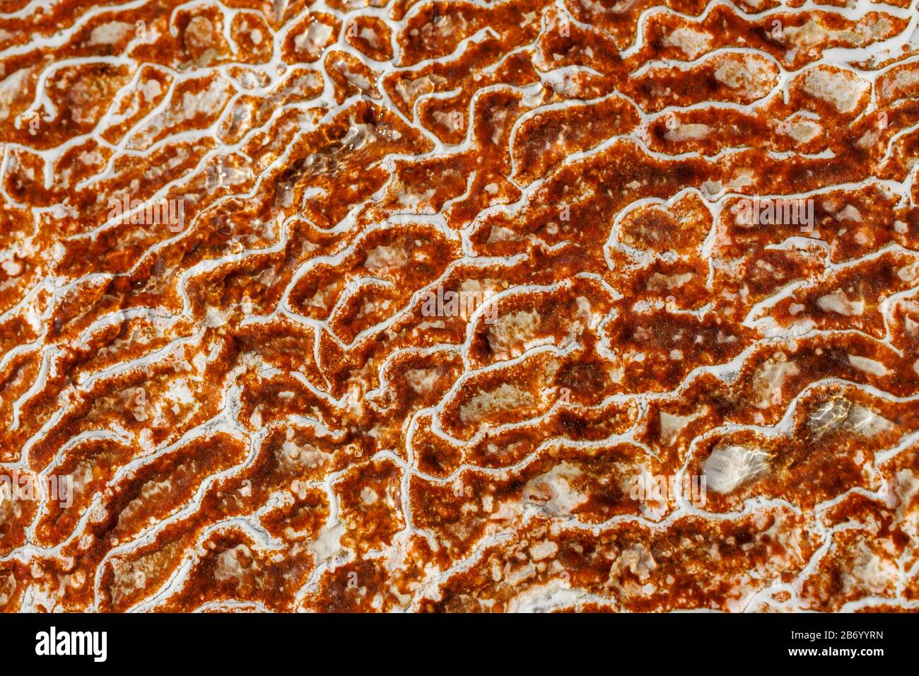 Texture of red and white calcium carbonate full screen as a substrate ...