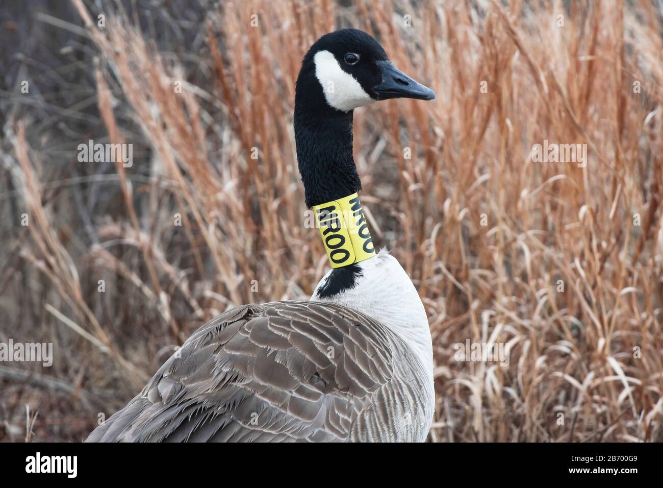 Canada goose with yellow neck band Stock Photo - Alamy