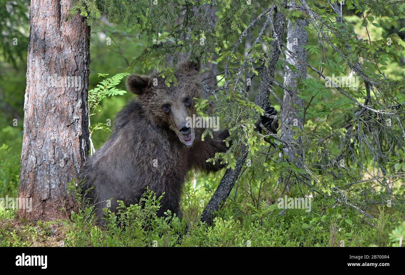 Little bear sits under a pine tree. Cub of Brown Bear in the summer ...