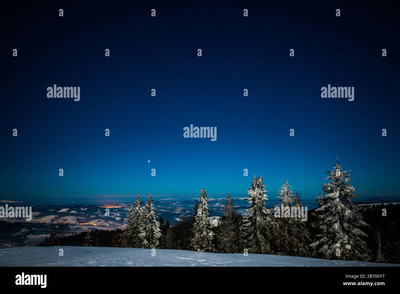 Slender tall spruce trees hi-res stock photography and images - Alamy