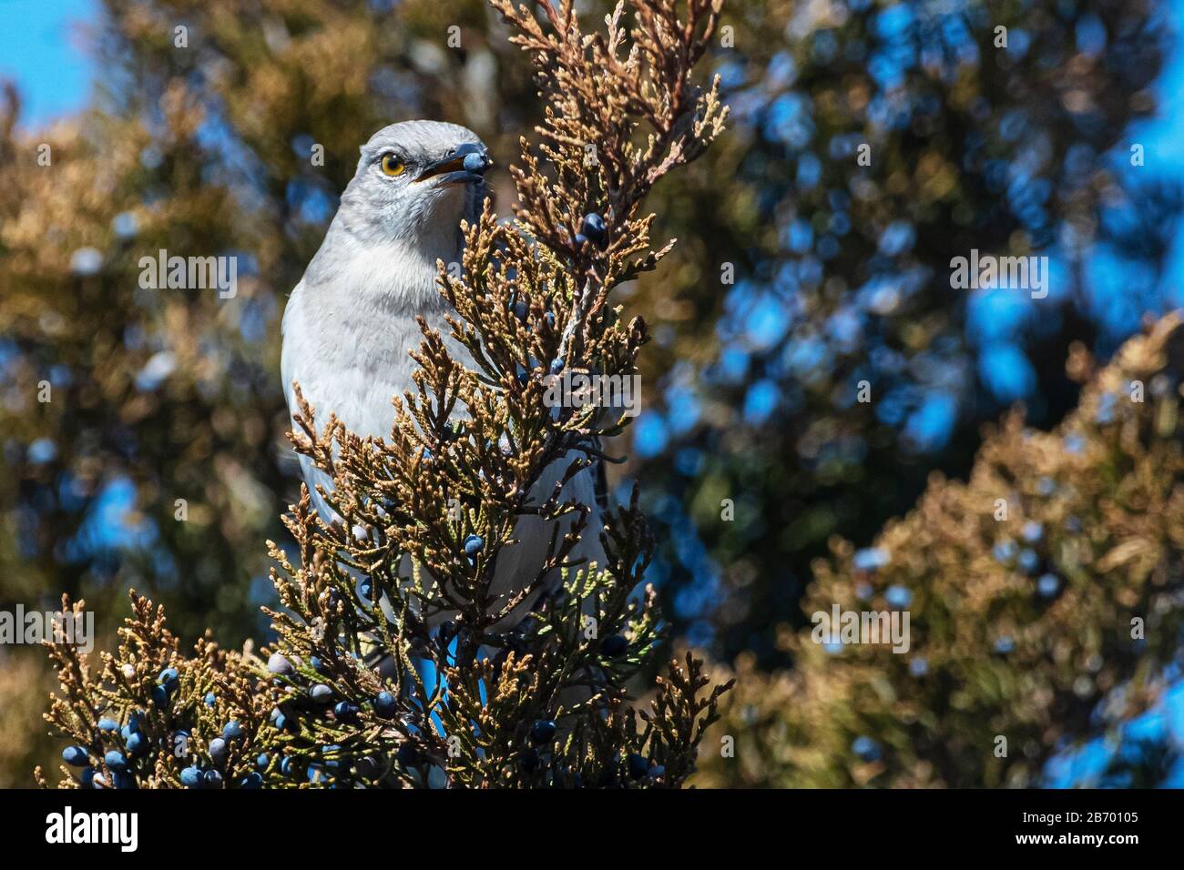 mockingbird  via Facebook - image #1030992 on