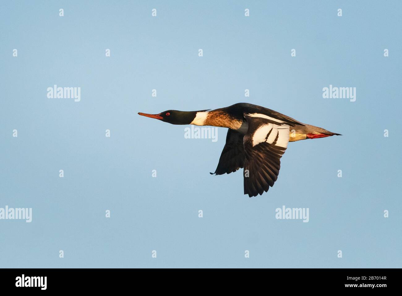 Single red-breasted merganser flight in dawn light Stock Photo