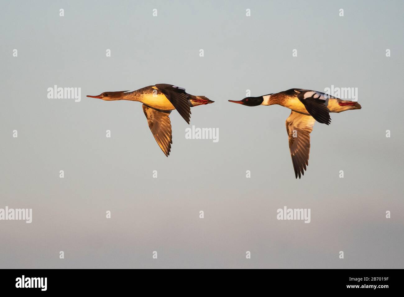 Male and female red-breasted merganser flight in dawn light Stock Photo