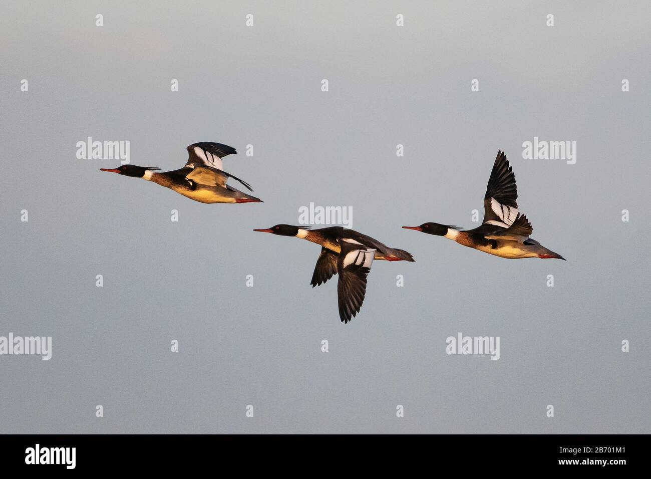 Three male red-breasted merganser flight in dawn light Stock Photo