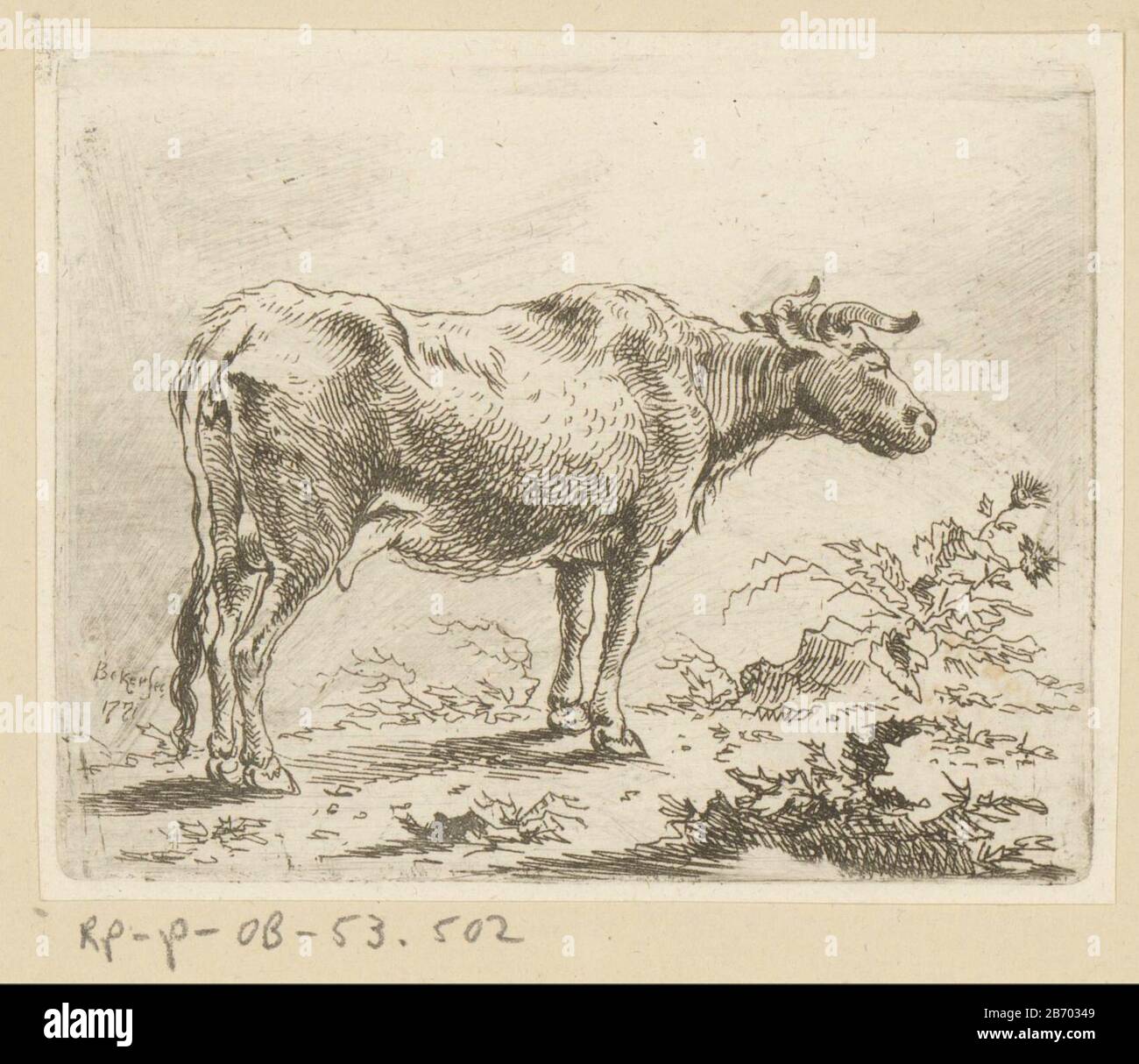 Koe naar rechts gewend Cow turned right object type: picture Item number: RP-P-OB-53.502 Inscriptions / Brands: collector's mark, verso, stamped: Lugt 240 Manufacturer : printmaker: Johann Andreas Benjamin Nothnagel (possible) to design: Cup Date: 1739 - 1804 Physical features: etching material: paper Technique: etching dimensions: plate edge: h 95 mm × W 118 mm Subject: cow Stock Photo