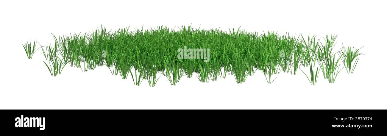 3D rendering of a patch of green grass isolated on white background ...