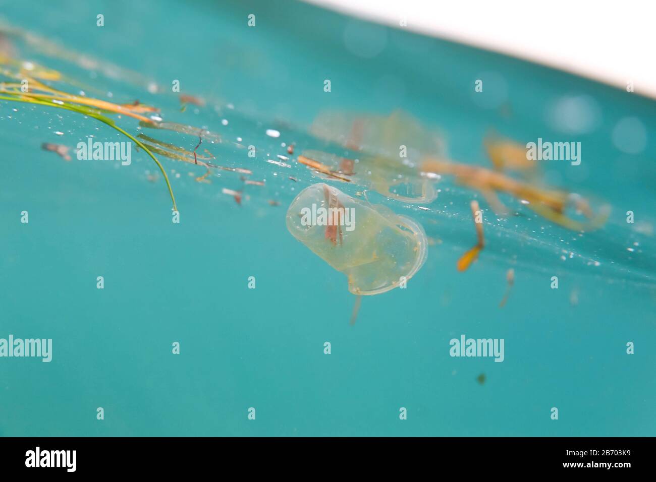 Old plastic cup hires stock photography and images Alamy