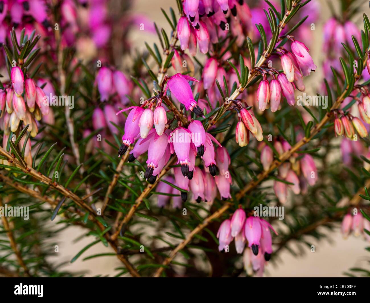 Closeup of the pink flowers, buds and green leaves of the heather Erica carnea variety Winter Sun Stock Photo