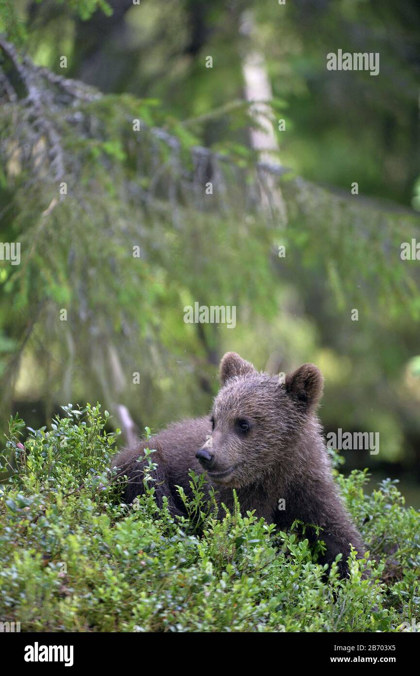 Little bear sits under a pine tree. Cub of Brown Bear in the summer ...