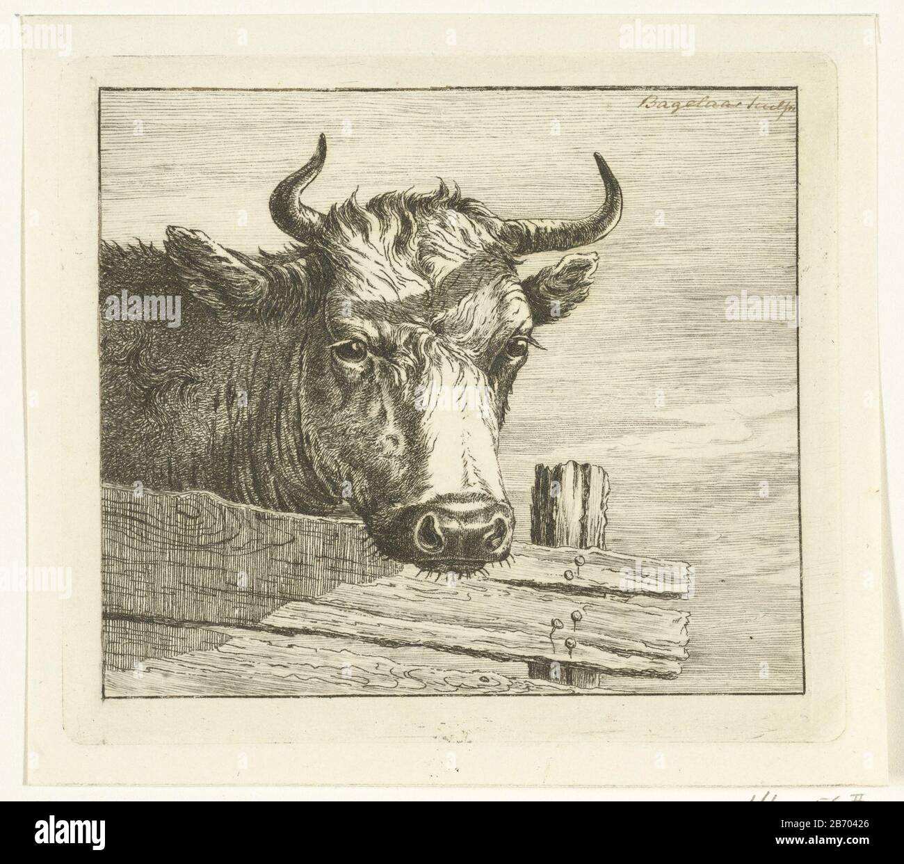 Shorthorn cattle art - Etsy België, image size:1300x1242