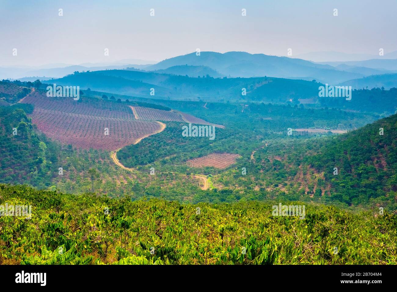Rolling hills and coffee plantations in Central Highlands, Bao Loc, Lam Dong Province, Vietnam Stock Photo