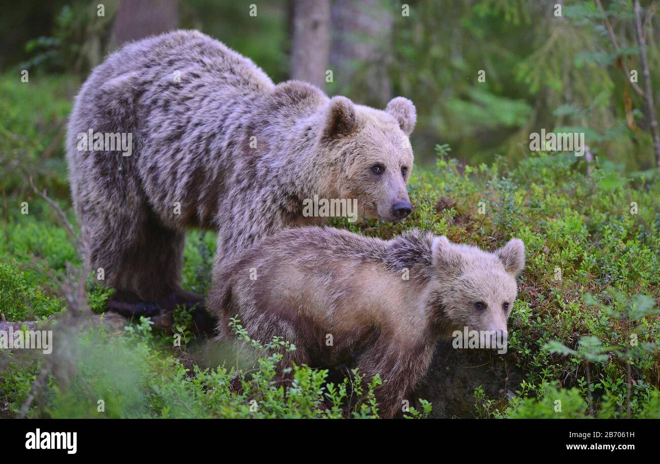 She-bear and Cub in the summer forest. Brown bear, Scientific name: Ursus Arctos Arctos. Natural habitat. Stock Photo