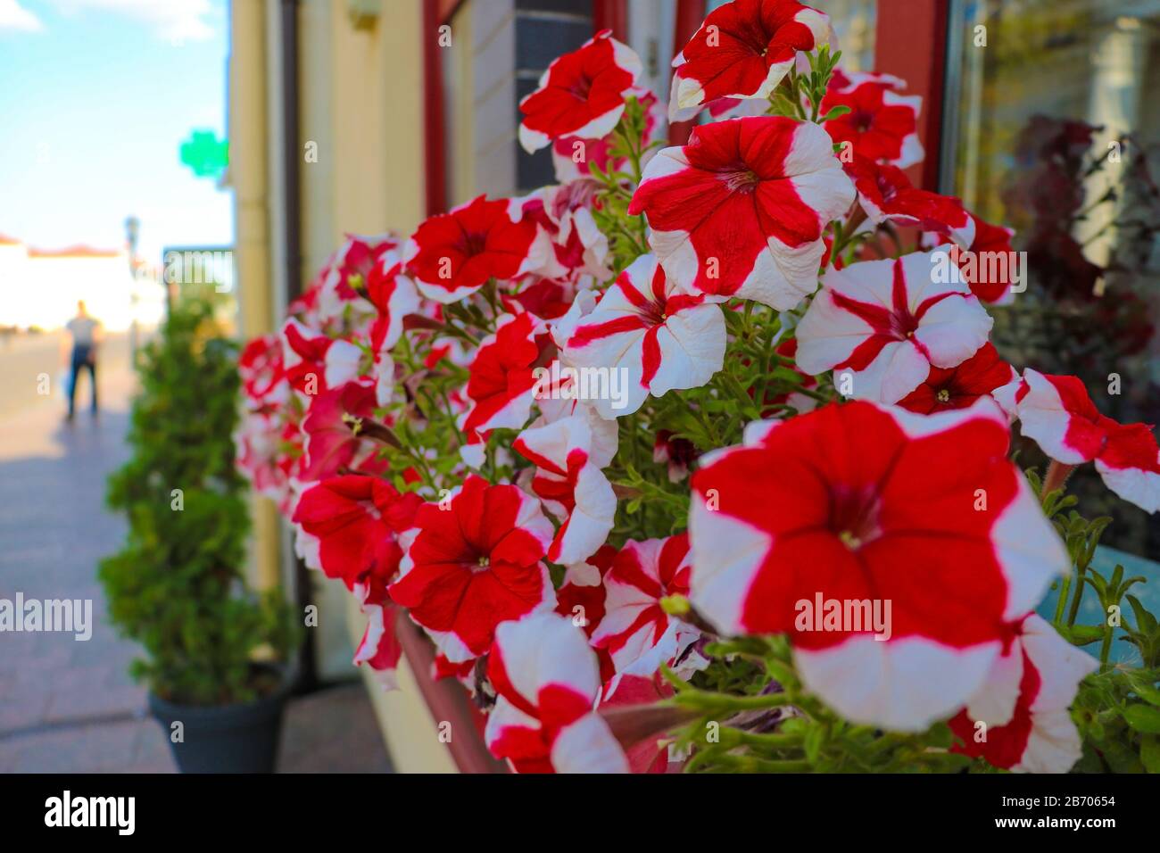 Red petunia hi-res stock photography and images - Alamy