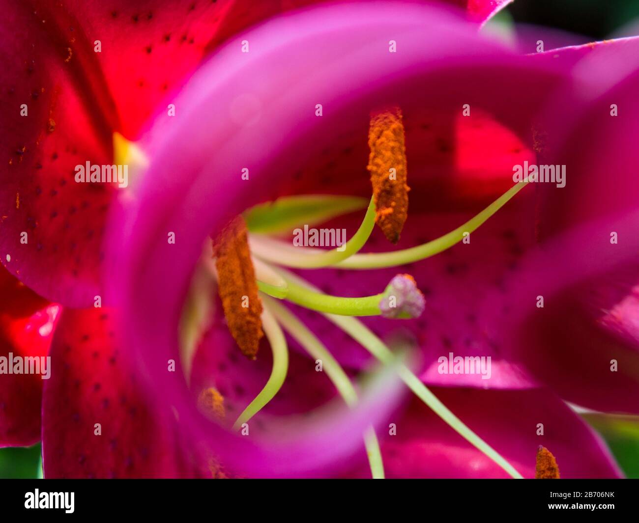 Close-up of the stamen and Stigma of a reddish purple Oriental hybrid Lilly framed by the recurved petal of a different Lily Stock Photo